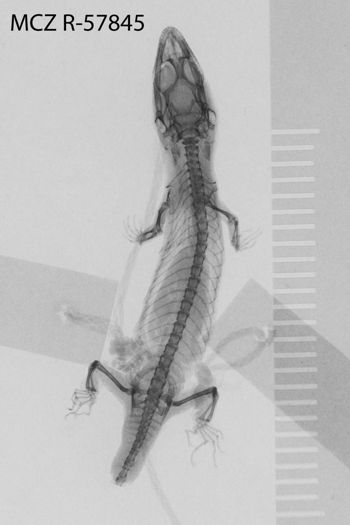 Media type: image;   Herpetology R-57845